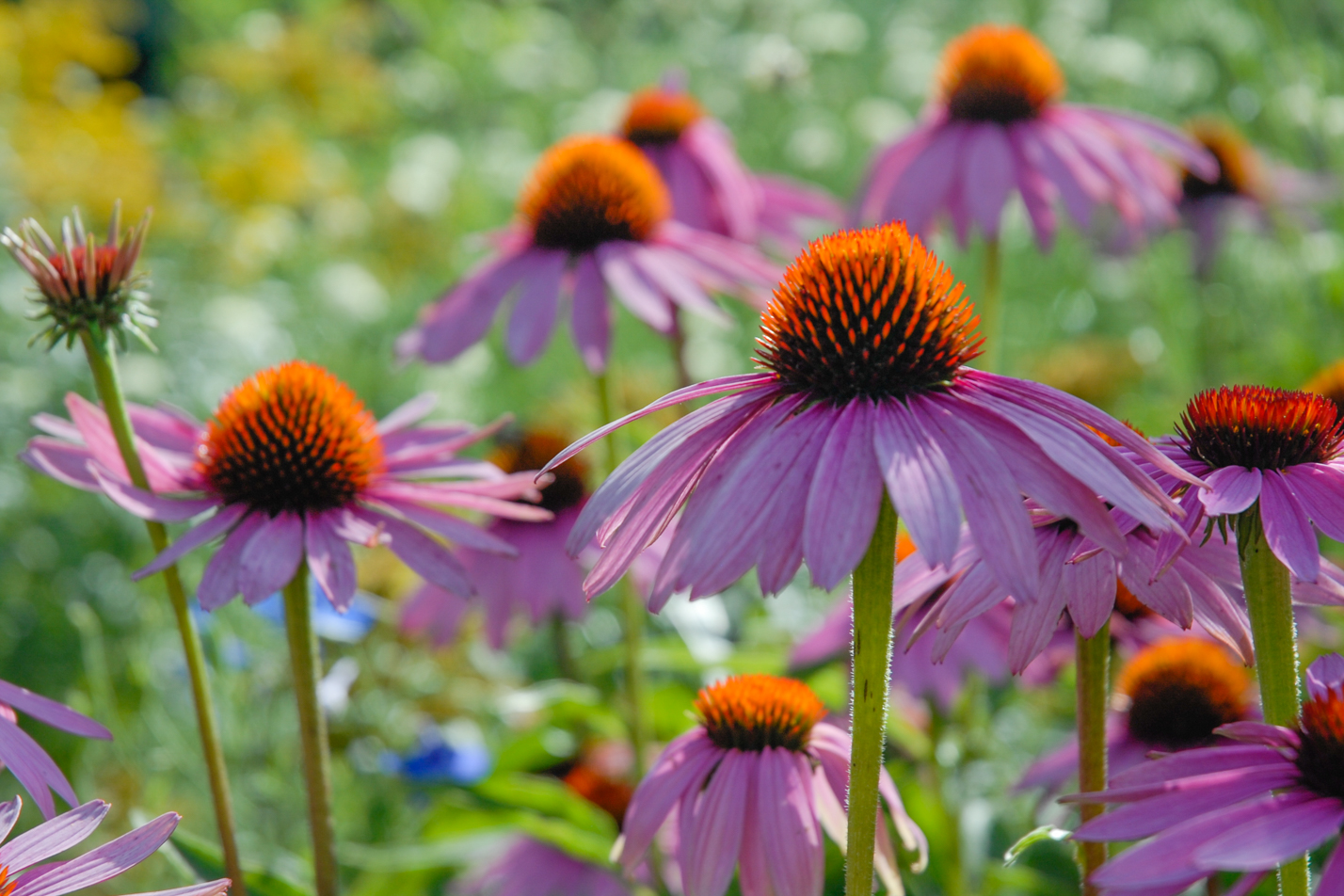 Colorado Springs Utilities Xeriscaping - Purple Coneflower